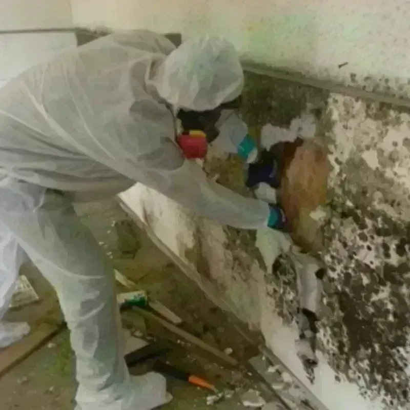 Mold Remediation and Removal in Whitney, NV